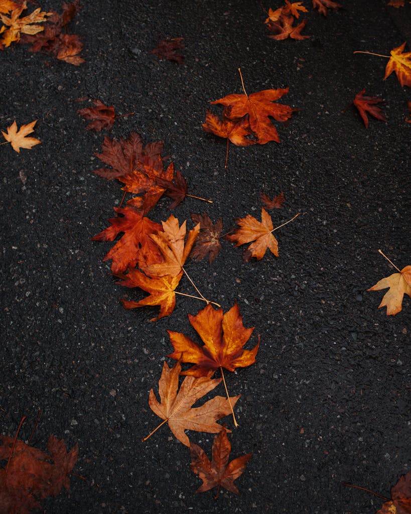 Fallen autumn leaves scattered on a Vancouver pavement capture fall's essence.